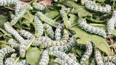 Photo of ग्रामीण रोजगार को मिलेगी रेशम से चमक