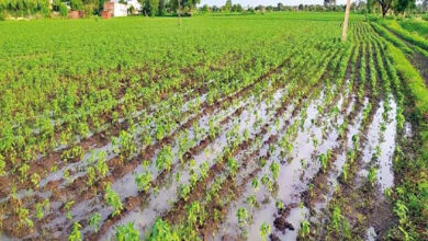Photo of आधे पानी में हो जाएगी सिंचाई, बढ़ जाएगा खेत का रकबा