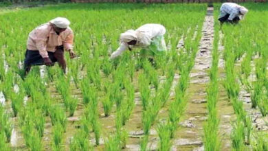 Photo of अन्नदाता किसानों के हित में निरंतर फैसले ले रही डबल इंजन सरकार