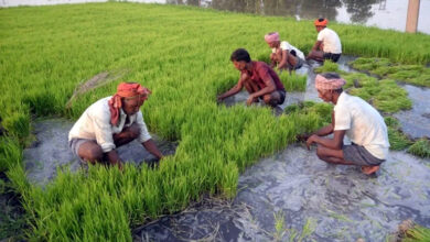 Photo of किसानों का संबल बनी मुख्यमंत्री कृषक दुर्घटना कल्याण योजना