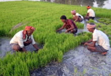 Photo of योगी सरकार को मिला किसानों का साथ, टूटा पिछला रिकॉर्ड