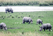 Photo of योगी सरकार गैंडों के संरक्षण के लिए बनायेगी नये राइनो रिहैब्लिटेशन सेंटर