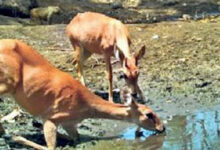 Photo of उत्तर प्रदेश की वार्षिक वन्य जीव गणना सम्पन्न, जल्द जारी होगी रिपोर्ट