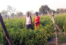 Photo of यूपी के 44 जिलों में इनोवेटिव खेती करेंगे किसान