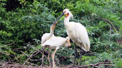 Photo of सारस और अन्य घायल वन्य जीवों के लिए मोबाइल वेटनरी यूनिट की स्वीकृति
