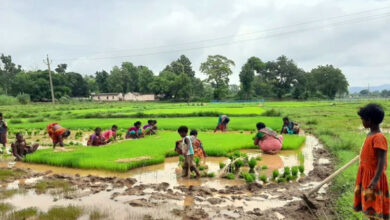 Photo of सभी 75 जिलों में होगा ग्रोथ प्रमोटर व ऑर्गेनिक पेस्टिसाइड का इस्तेमाल,20% तक बढ़ेगा उत्पादन