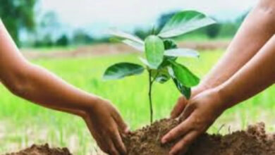 Photo of पौधरोपण महाभियान-2025, जियो टैगिंग से होगी रोपित पौधों की रियल टाइम मॉनिटरिंग