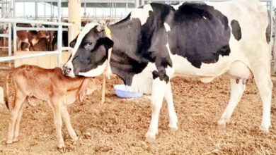 Photo of योगी सरकार पशुओं के लिए बनाएगी अत्याधुनिक सुविधाओं से लैस अस्पताल