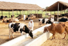 Photo of UP Dairy Success Story: योगी सरकार की योजना से बदली प्रतापगढ़ के युवक की तकदीर, डेयरी से सालाना 20 लाख रुपये की आय