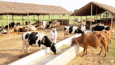 Photo of UP Dairy Success Story: योगी सरकार की योजना से बदली प्रतापगढ़ के युवक की तकदीर, डेयरी से सालाना 20 लाख रुपये की आय