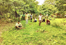 Photo of उत्तर प्रदेश में 35 करोड़ के लक्ष्य से 27,89,926 पौधे अधिक लगाए गए