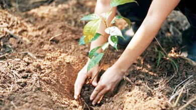 Photo of पौधरोपण महायज्ञ-2026 : योगी सरकार ने शासन में तैनात अफसरों को बनाया नोडल अधिकारी