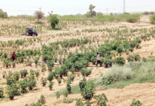 Photo of आषाढ़ में समृद्धि, कपि, ऊर्जा और समरस वन स्थापित करेगा वन विभाग