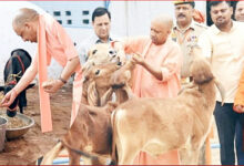 Photo of सीएम योगी की गोसंरक्षण नीति का असर : करोड़ों कमा रहे युवा, बढ़ रहा रोजगार